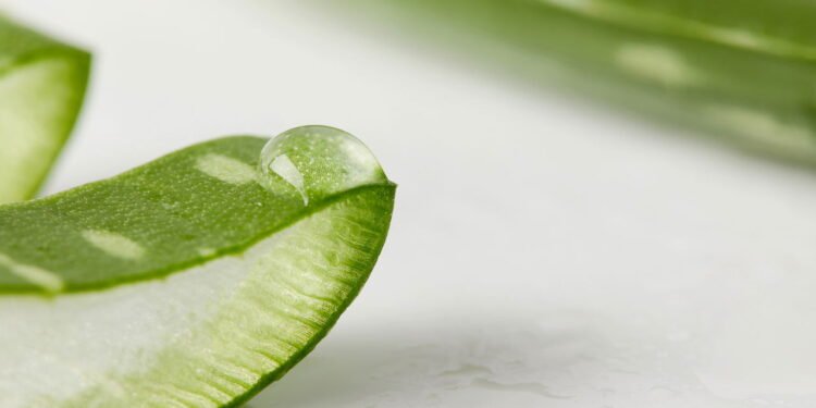 Aloe Vera - Créditos: depositphotos.com / AntonMatyukha