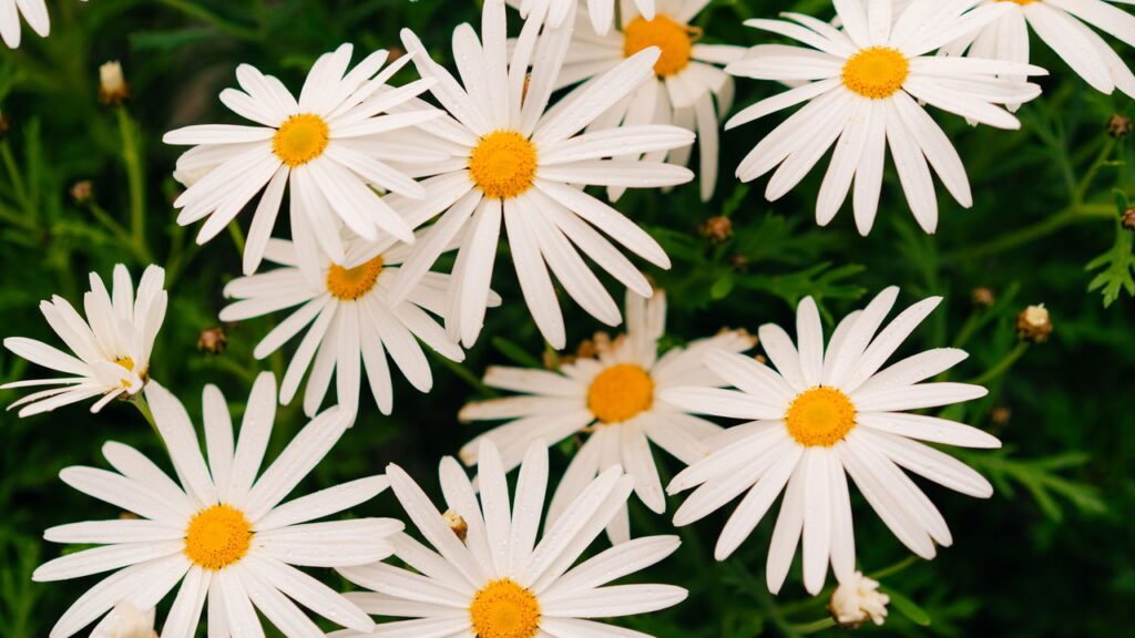 Flores perfeitas para o clima de agosto e cuidados para o cultivo ideal