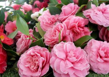 Tenha flores bonitas o ano todo com plantas brasileiras esquecidas