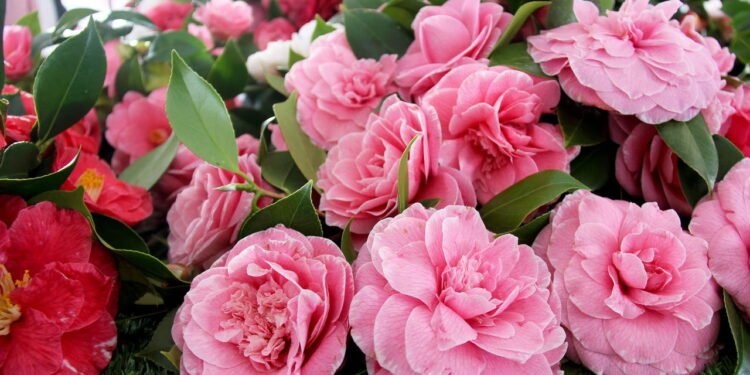 Camelias - Créditos: depositphotos.com / Murdocksimages