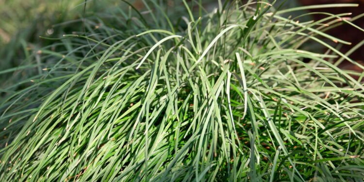 Capim-Limão - Créditos: depositphotos.com / Denisfilm