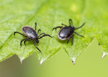 Esse erro no jardim pode multiplicar Carrapatos em casa