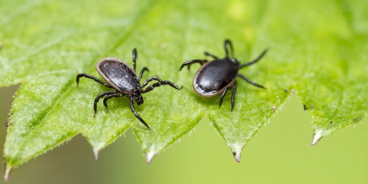 Carrapatos - Créditos: depositphotos.com / Erik_Karits