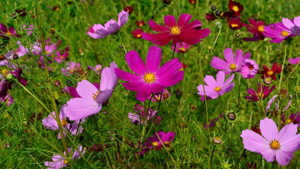 As flores que transformam seu jardim se plantadas agora em agosto