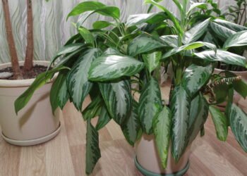 Evite essas plantas dentro de casa, elas podem afetar seu bem-estar