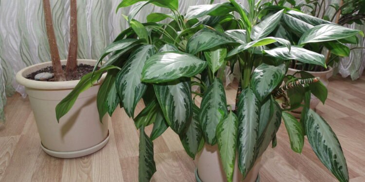 Evite essas plantas dentro de casa, elas podem afetar seu bem-estar