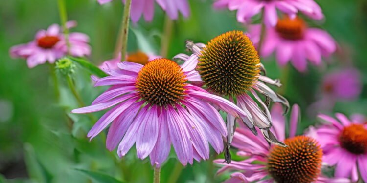 Os polissacarídeos e alquilamidas da equinácea ativam células do sistema imunológico - Créditos: depositphotos.com / Janny2