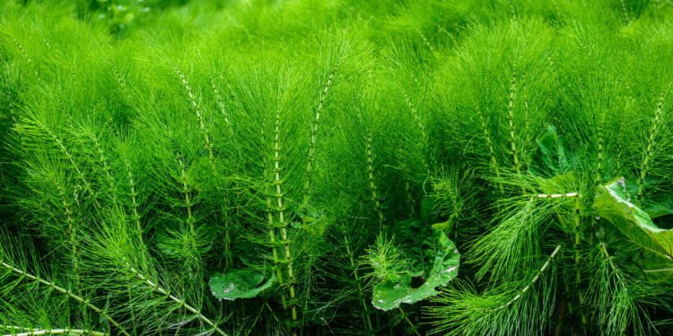 Cavalinha (Equisetum arvense) // Créditos: depositphotos.com / starush