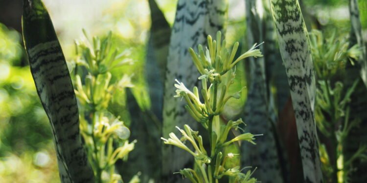 O segredo da planta que todo mundo consegue cultivar em casa