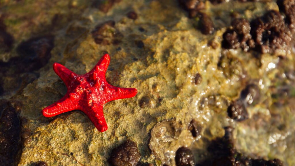 Cientistas dizem ter resolvido o mistério do que matou mais de 5 bilhões de estrelas-do-mar
