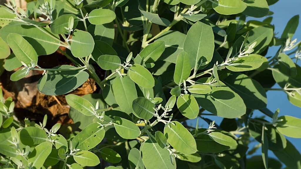 O aliado poderoso contra gripes e resfriados que você precisa conhecer