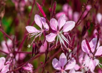 Flor resistente que permanece bonita por oito meses com pouco cuidado