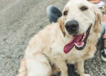 Como saber quem é a pessoa favorita de um golden retriever?