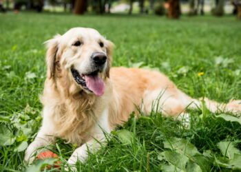 Plantas que parecem inofensivas mas podem intoxicar seu Golden Retriever