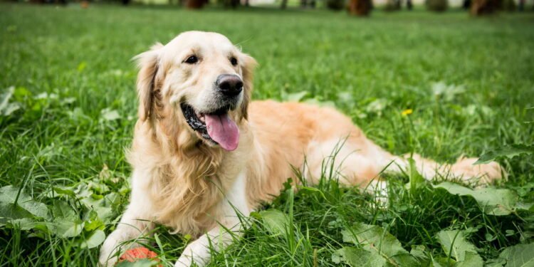 Golden Retriever - Créditos: depositphotos.com / AllaSerebrina