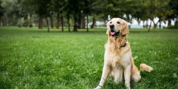 A planta que você deve remover do seu jardim se tiver um Golden Retriever