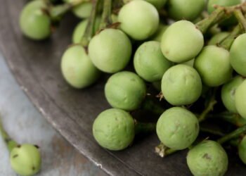 O efeito oculto da Jurubeba que poucos conhecem