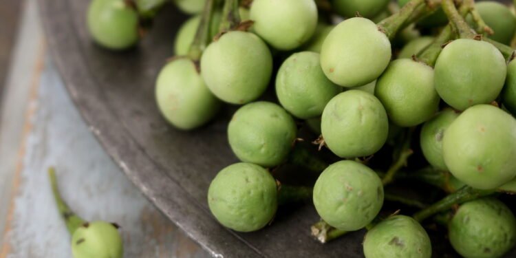 Jurubeba - Créditos: depositphotos.com / neillangan