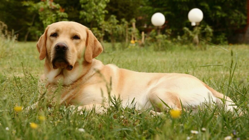Qual raça de cachorro você é, conforme o ano em que nasceu?