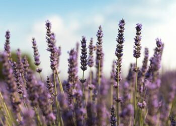 Essas plantas expulsam pragas e ainda perfumam o ar