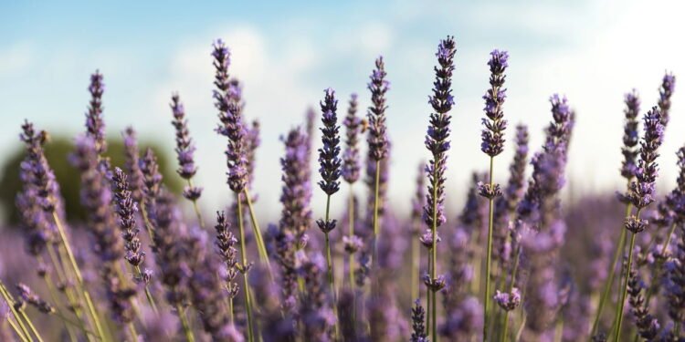 Essas plantas expulsam pragas e ainda perfumam o ar