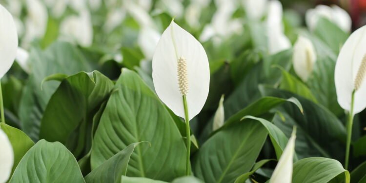 A planta natural que traz boas energias e purifica o ar, segundo a NASA