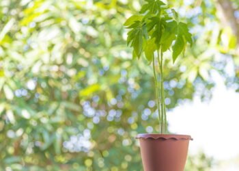 Como plantar mamão em vaso e aproveitar seus benefícios nutritivos