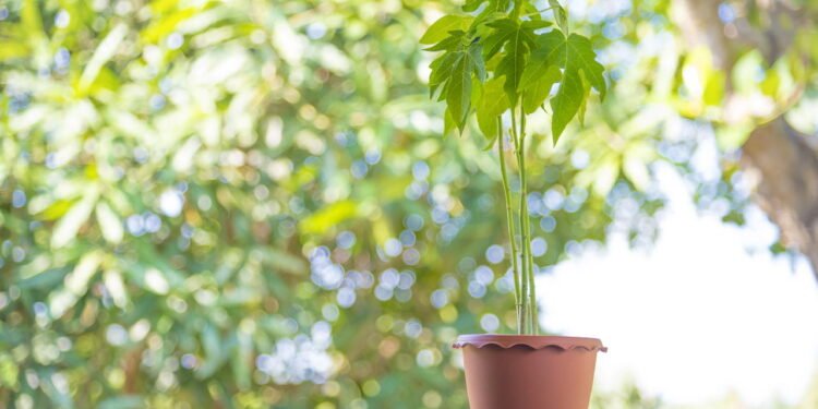 Mamão no vaso - Créditos: depositphotos.com / anatskwong