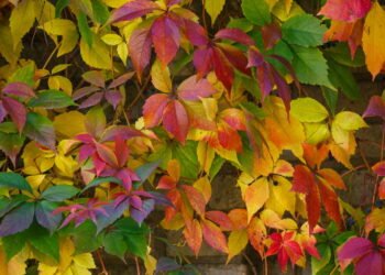 A planta trepadeira que se adapta ao ambiente e muda de cor com as estações