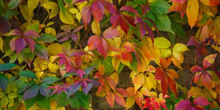 Vinha virgem - Créditos: depositphotos.com / xtrekx