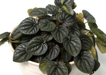 Como fazer sua peperômia crescer bonita e cheia de vida