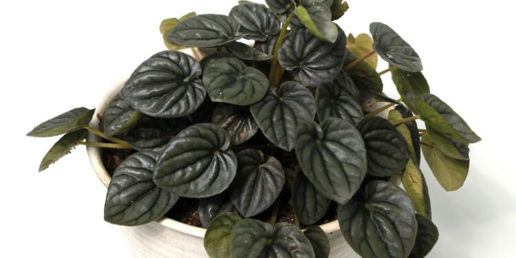 Peperômia - Créditos: depositphotos.com / jamaludinyusup