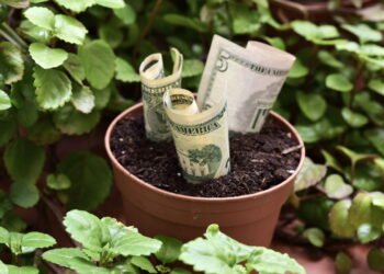 O segredo para lucrar com plantas fáceis e gerar renda extra