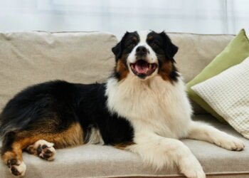 O gesto que pode mostrar se seu cão está feliz ou desconfiado