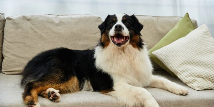 Cachorro - Créditos: depositphotos.com / AllaSerebrina