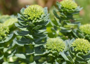 O alimento natural que pode aumentar a sua concentração e foco