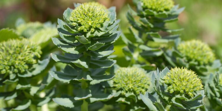 O alimento natural que pode aumentar a sua concentração e foco