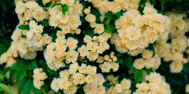 Rosa banksiae - Créditos: depositphotos.com / ibrester