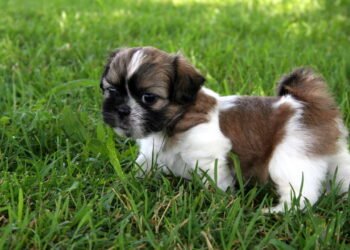 Por que o Shih Tzu ronca tanto ao dormir e como melhorar o descanso