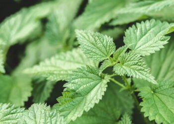 Planta poderosa que combate inflamação e ajuda a controlar glicose