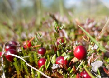 O fruto mais poderoso para prevenir infecção urinária