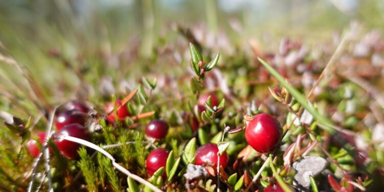 A principal propriedade curativa do cranberry para as infecções urinárias é sua ação antiaderente - Créditos: depositphotos.com / ErikOrro