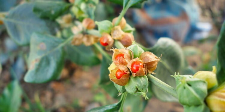 A ashwagandha ajuda o corpo a se adaptar e a resistir ao estresse físico e mental - Créditos: depositphotos.com / Azay_photography