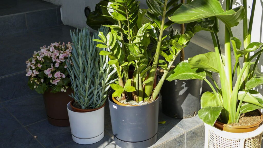 As 7 plantas que não morrem quando você esquece de regá-las