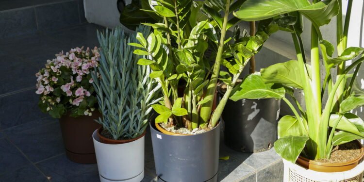 As 7 plantas que não morrem quando você esquece de regá-las