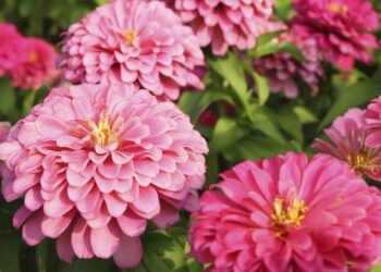 As flores que transformam seu jardim se plantadas agora em agosto