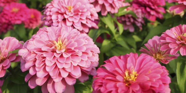 As flores que transformam seu jardim se plantadas agora em agosto