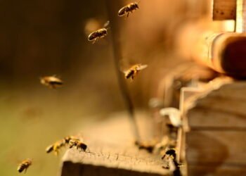 O que significa quando uma abelha entra dentro de casa?