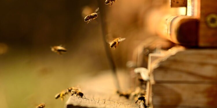 O que significa abelhas dentro de casa - Créditos: depositphotos.com / Markus6318