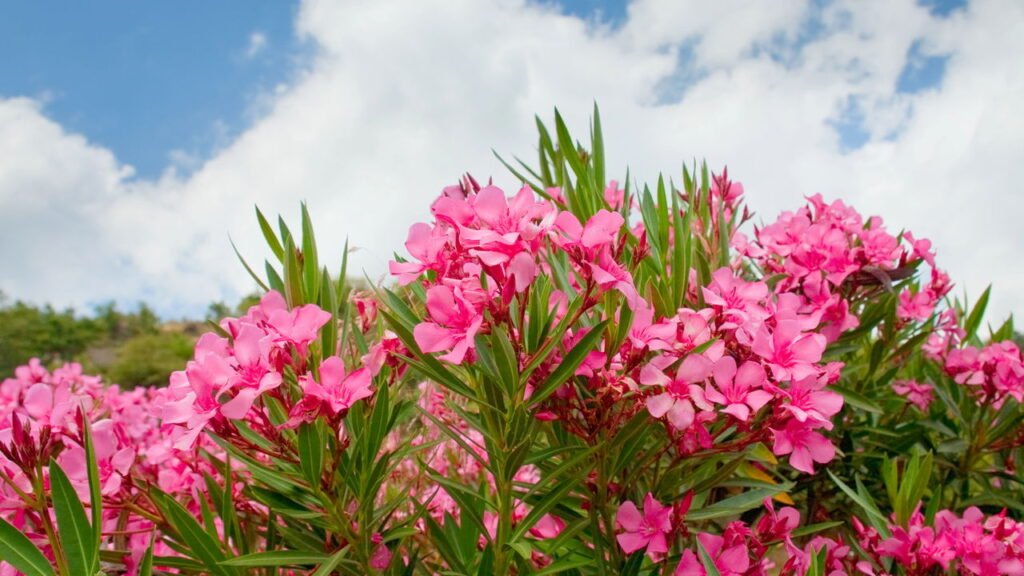 Os melhores arbustos floridos para deixar seu jardim deslumbrante
